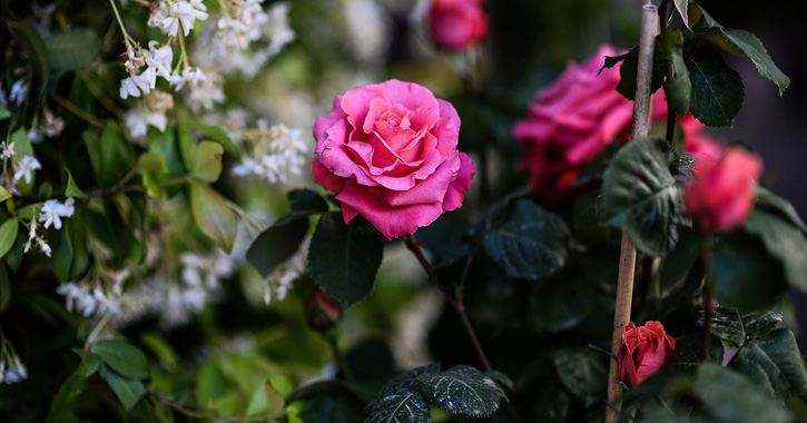 Prune Rose Bush gardening tips